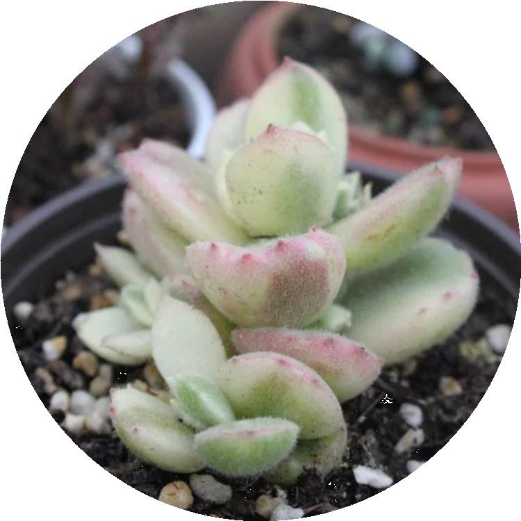 淋雨后多肉喷什么药,多肉淋雨后叶片皱了怎么办