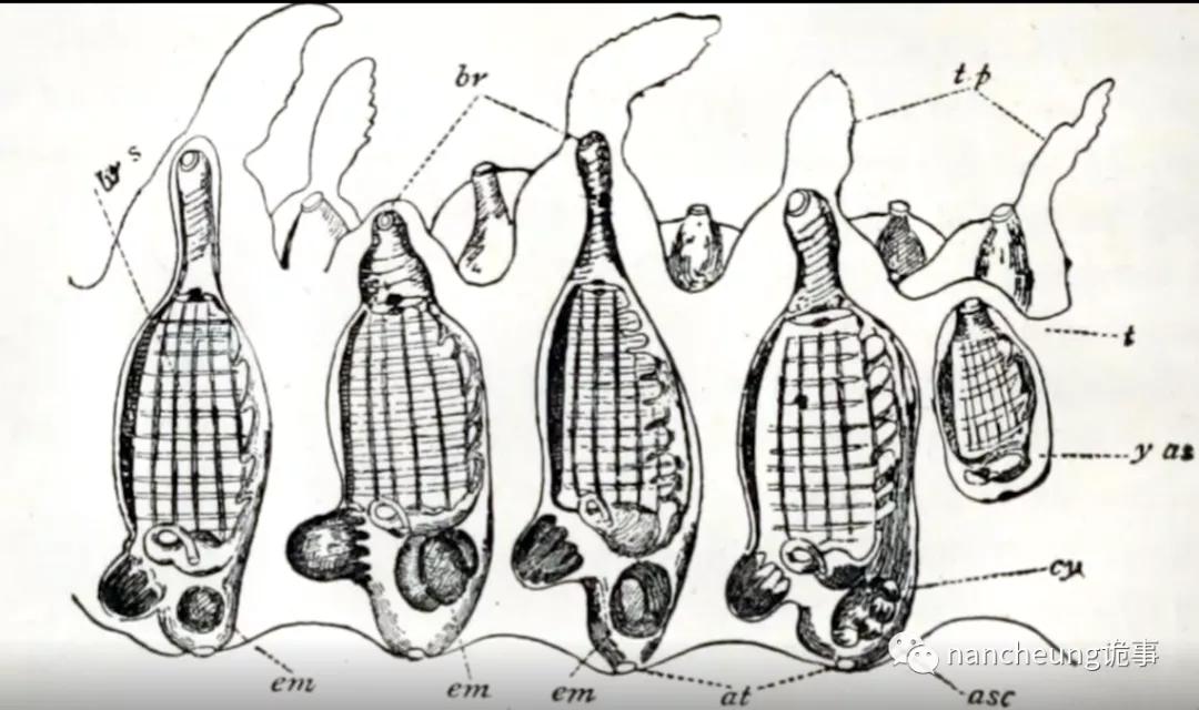 深海迷航第49天神秘生物,深海海底神秘的10种生物