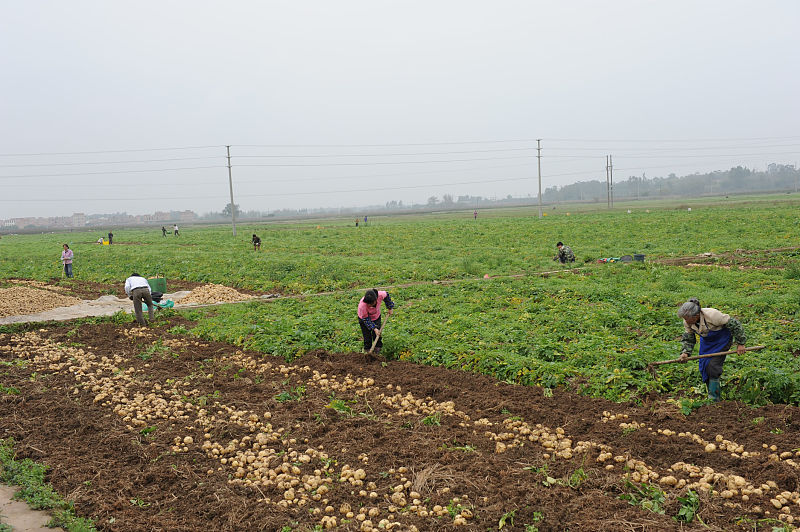土豆高产秘诀,土豆高产技巧