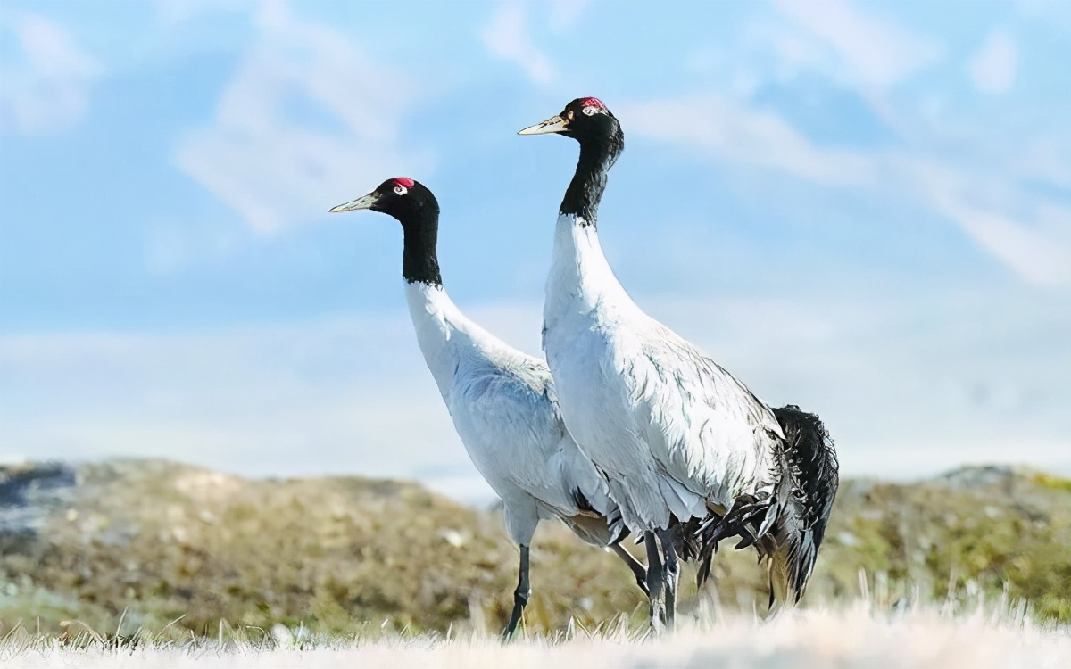 祁连山非法采矿问题后续,祁连山非法采矿后续