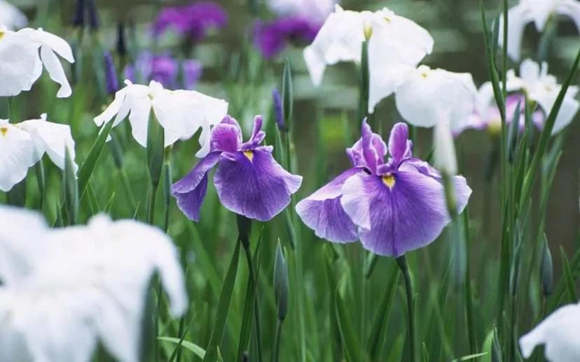 世间美好抖音女声,人世间所有的美好