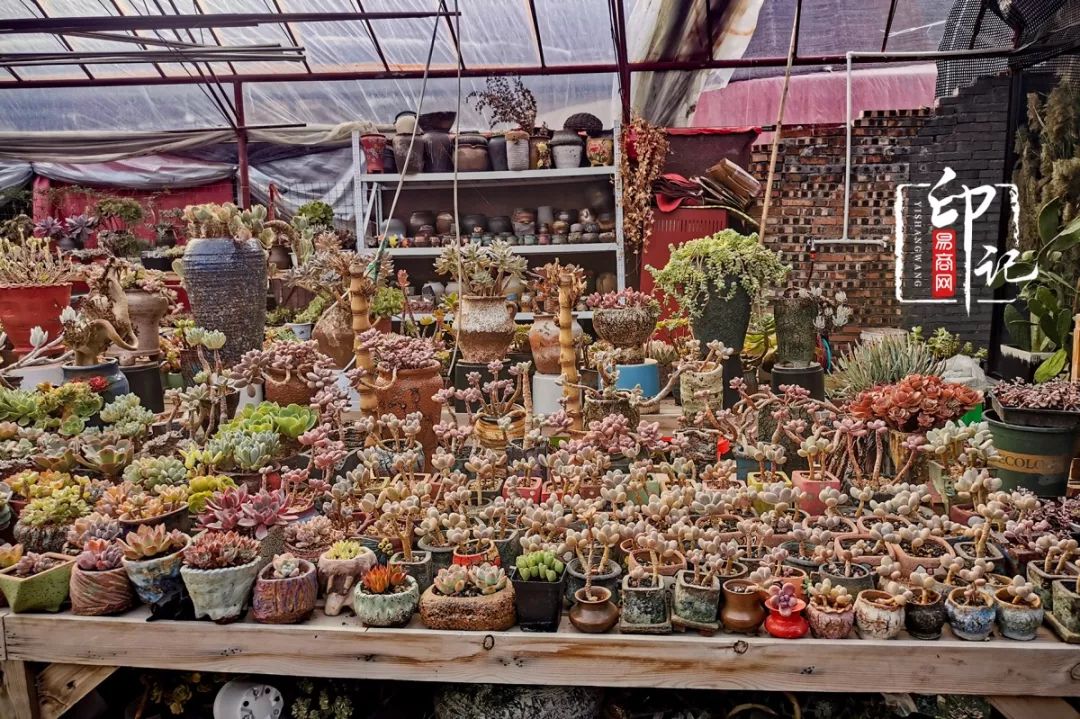 商丘道北花鸟批发市场,商丘花鸟宠物市场