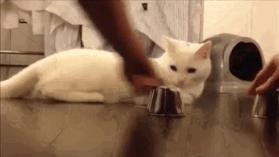 猫咪猜杯子游戏第三关 (猫咪口杯猜球游戏)