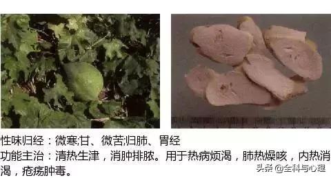 史上最全中草药图谱（附主治功效）（一）