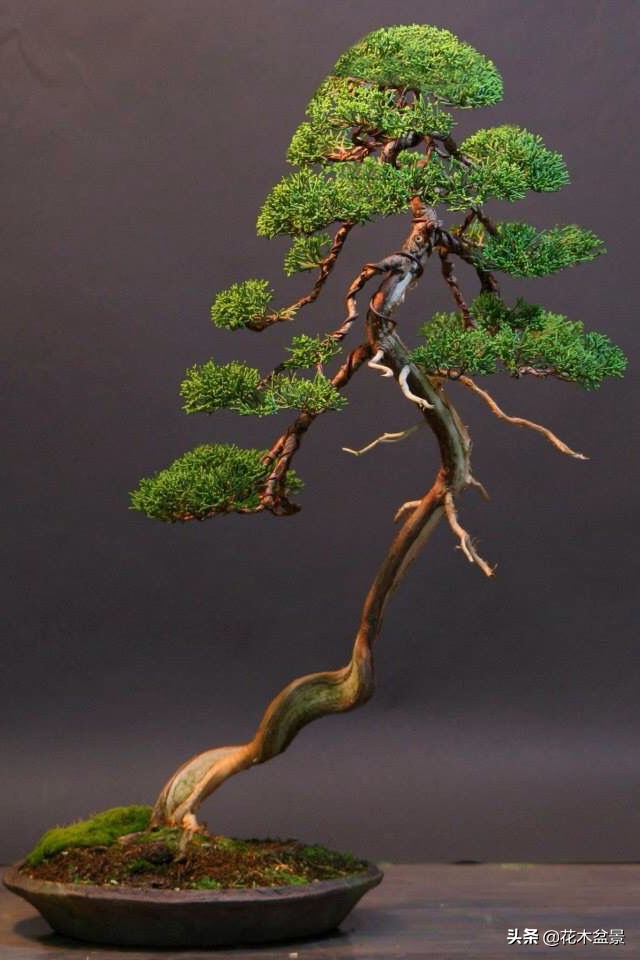 文人树盆景，宣泄一种情绪，吐露一种幽愤