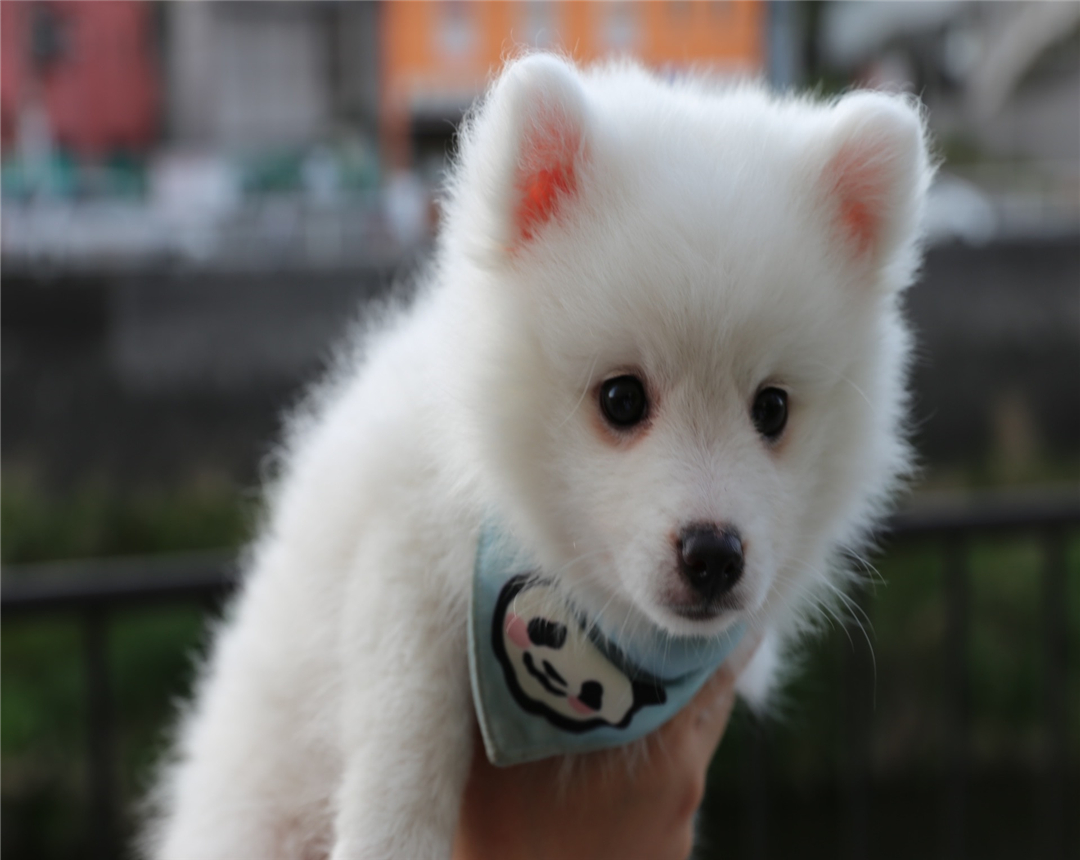 银狐犬应该怎么在家里喂养?在它吃东西的时候,不要打扰它