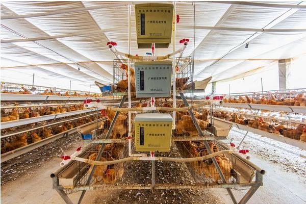 养鸡场小型玉米粉碎机多少钱,办一个小型养鸡场能挣到钱吗