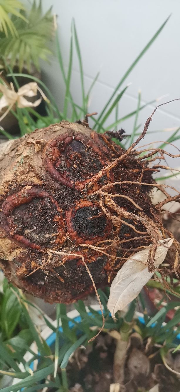 发财树怎样养成啤酒肚,发财树