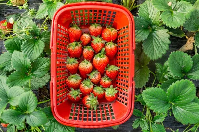 石家庄草莓采摘基地推荐,石家庄周边采摘园摘草莓