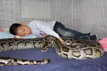 被蟒蛇吞进肚子能否用刀自救实验,你被蟒蛇吞下能用刀自救吗