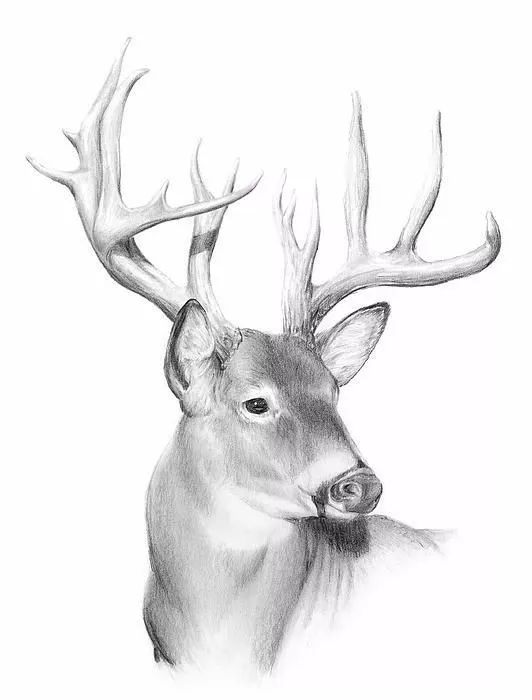 分享一套精美动物素描，值得收藏学习