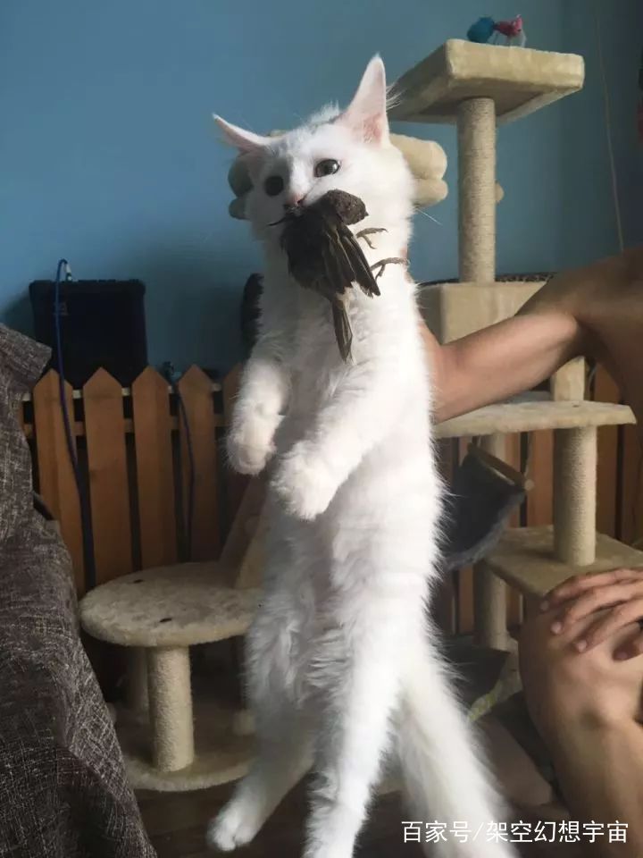 你不知道的猫咪事情,你不知道的猫咪睡姿大揭秘