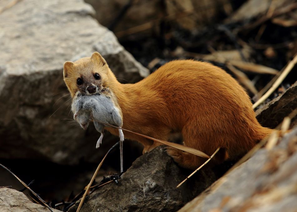 黄鼠狼溜进消防队臭屁暗算消防员,家中溜进黄鼠狼消防员被熏吐