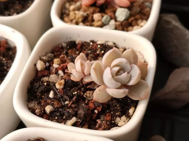 多肉一个月对比照,多肉30天前后对比图