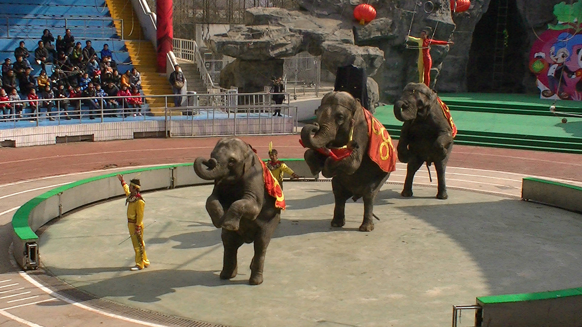 6岁母虎备受牙痛折磨，牙医为它换上“金牙”后，故意张嘴炫耀