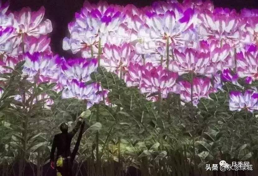 南阳世界月季大观园开幕邀请,南阳月季大观园门票现在免费政策