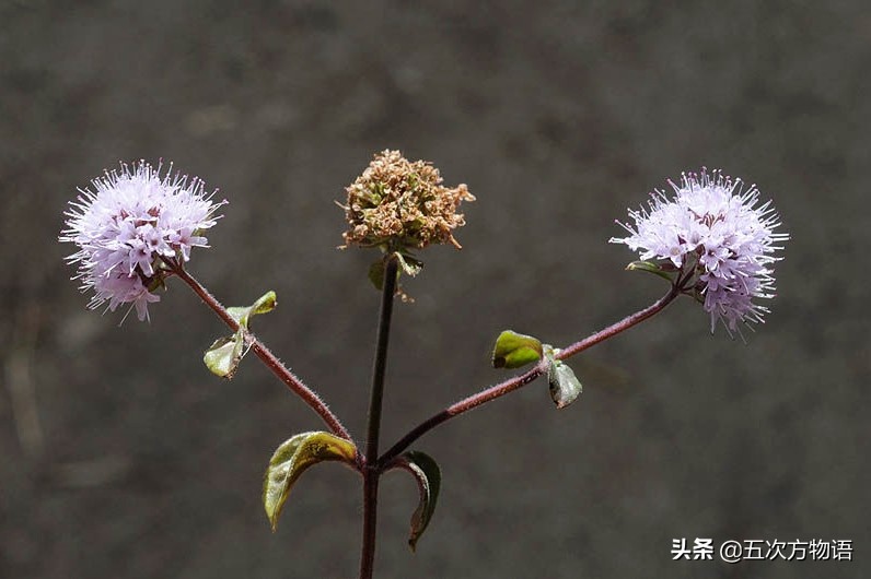 10种口味薄荷糖,十种薄荷