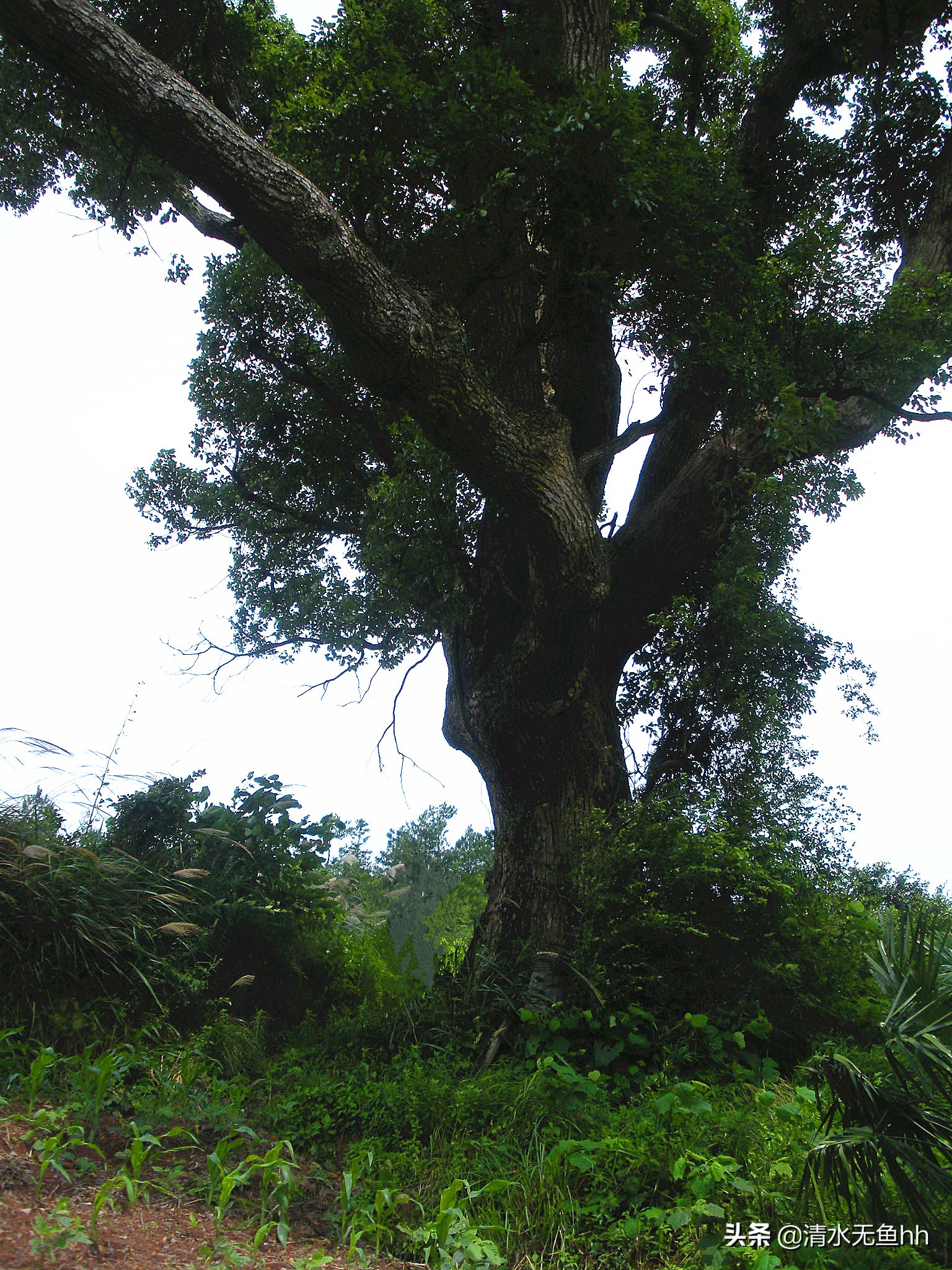 铜钹山九仙湖简介,铜钹山九仙湖几级景区