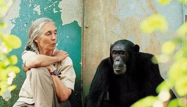 珍妮·古道尔人物简介,珍妮古道尔动物发明家