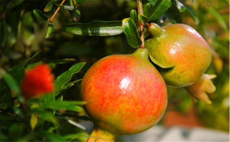 石榴树用什么土栽培好,石榴树怎么剪枝才能高产