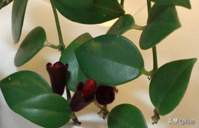 口红吊兰掉花苞什么原因,卷叶口红吊兰怎么养