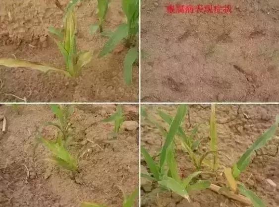 玉米苗期虫害用什么药有效,玉米苗期都有哪些常见虫害图片