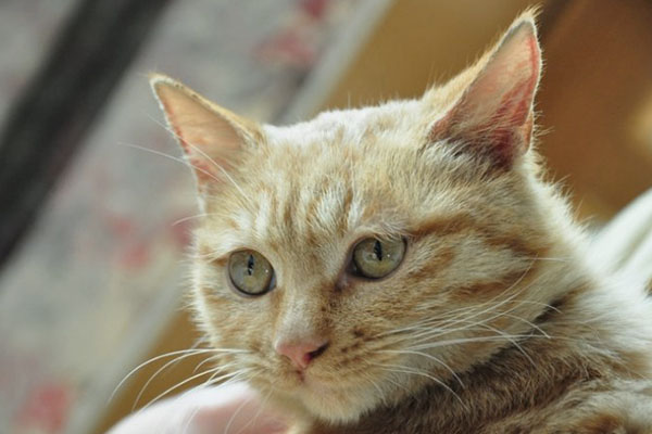 猫抑郁了该怎么治,猫抑郁的最佳治疗方法