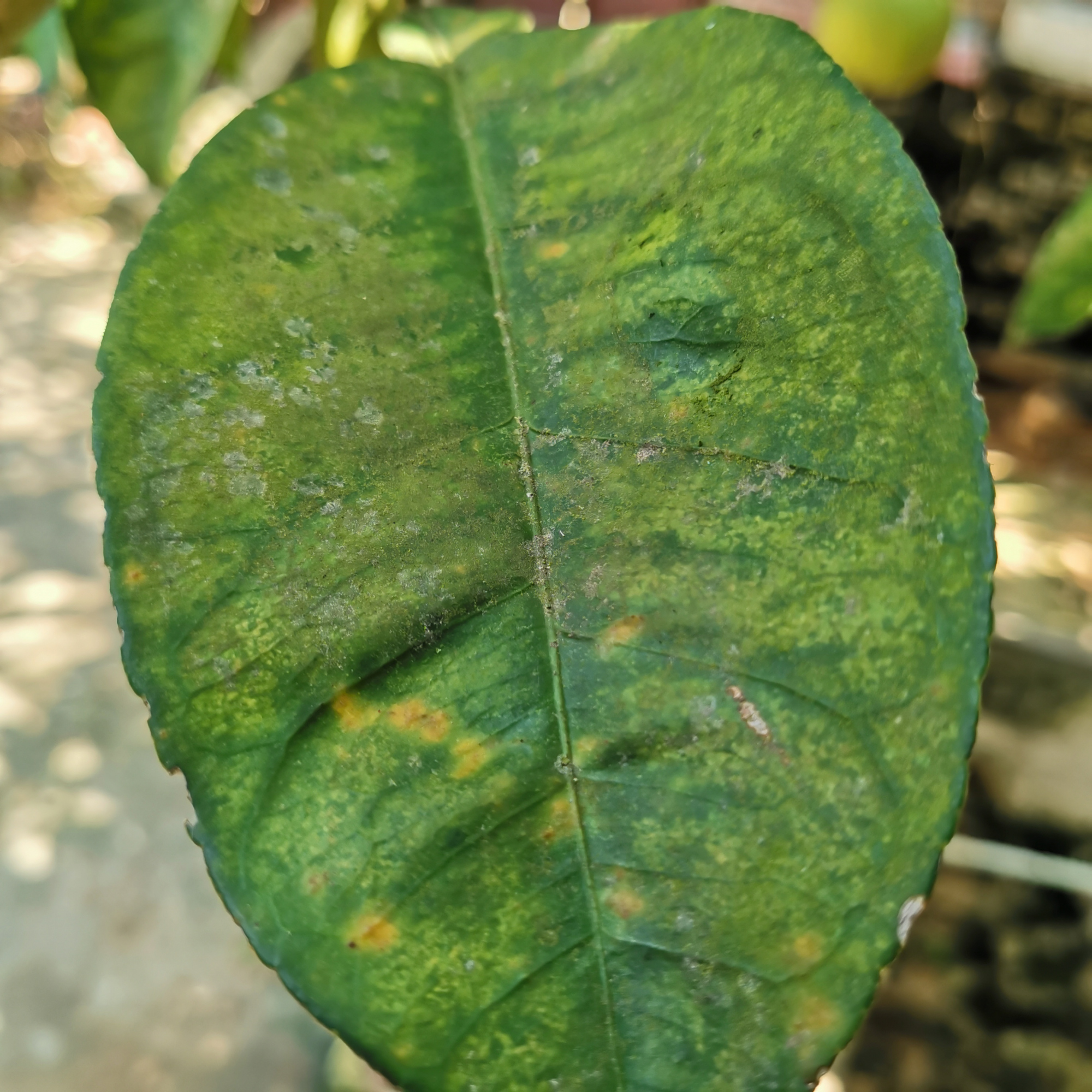种植柚子的禁忌是什么,种植柚子遇到难解决的麻烦问题