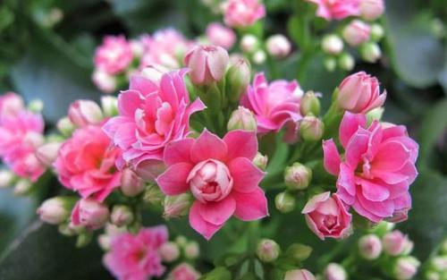 阳春三月养花好时机,开花艳丽花香满屋,养护简单新手也适合