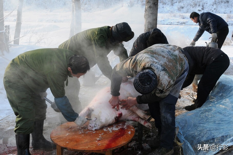 回忆年味东北杀猪菜图片,杀猪菜东北农村年味