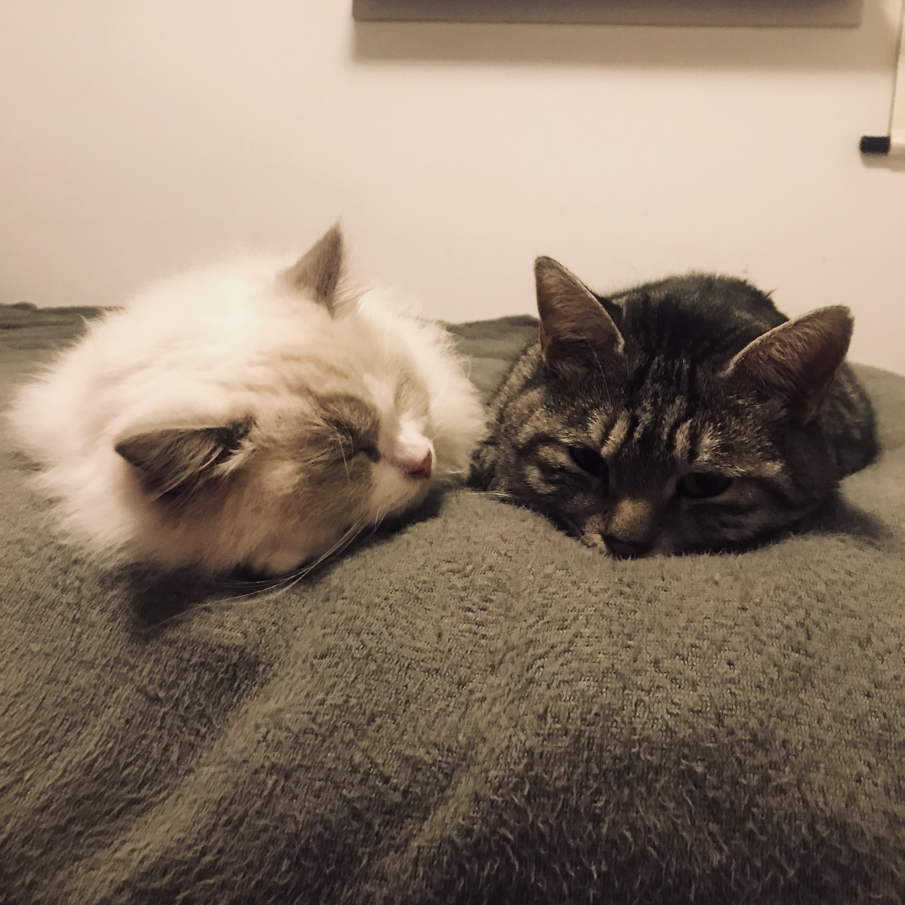 树洞的自我修养方法,给你留个树洞的感悟