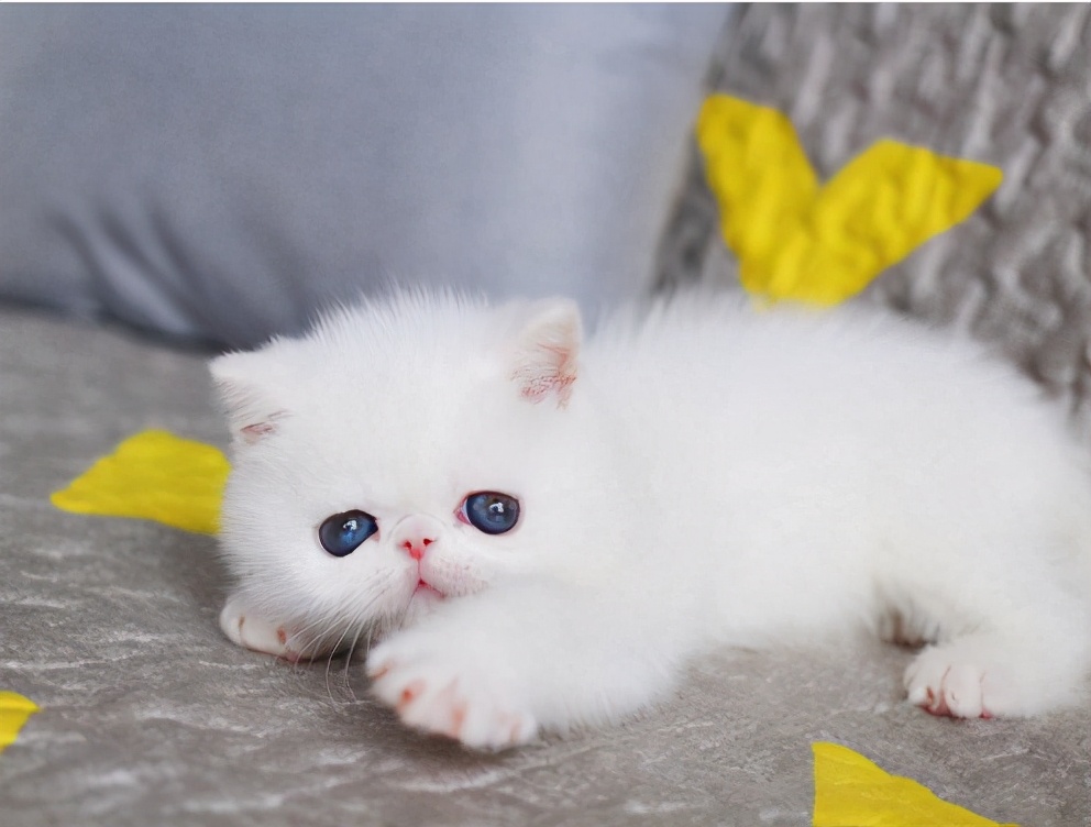 波斯猫一般多少价位一只,波斯猫的价位大概多少