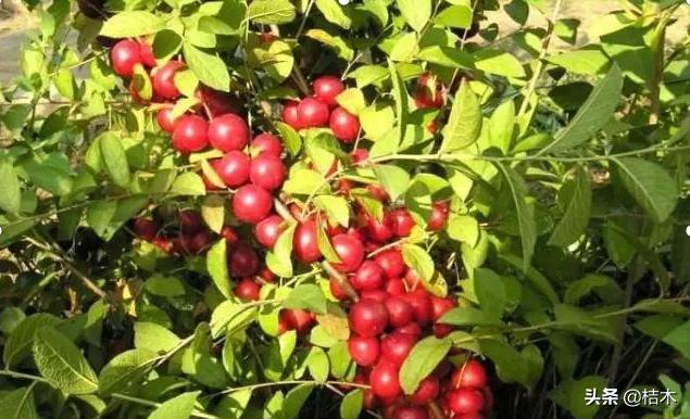 高钙果一斤20元,又大又好吃的高钙果