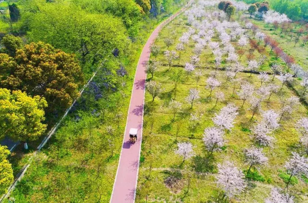 浙江11个地方樱花烂漫，千亩粉色天堂美到开挂，不输日本东京
