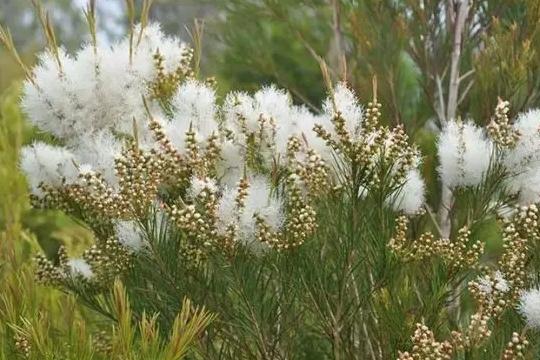 过敏性鼻炎怎么用茶树精油 (茶树精油对过敏性鼻炎有哪些帮助)