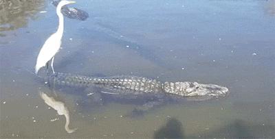 关于白鹭的资料,关于白鹭的资料五年级