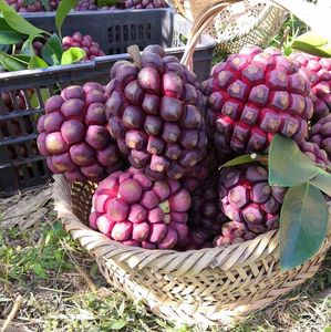像葡萄荔枝味的水果,一种像菠萝一样的水果