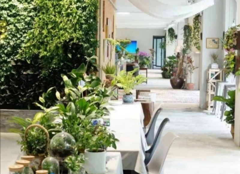 什么绿植吸收甲醛最好,大绿植吸甲醛比较好的都有什么