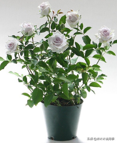 30种黄色月季,10种超美的蓝色月季