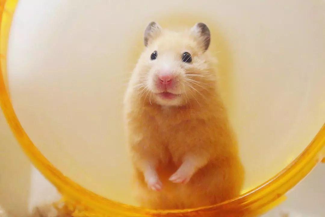 仓鼠老是咬笼子跑来跑去怎么办,养仓鼠改掉咬笼子的这个坏习惯