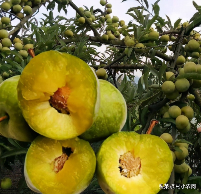 农村创业2021年种植什么前景最好,适合农村的创业好项目养殖