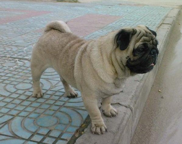 巴哥犬的饲养日常护理很重要,新手养巴哥犬