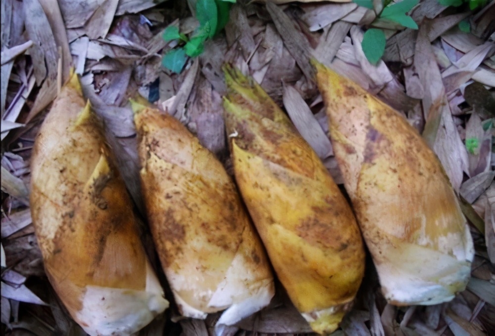 冬笋太老不好吃？菜贩子：学会“这2招”，挑出来的冬笋又鲜又嫩