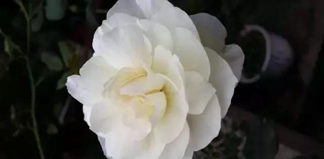 每天学习一点点——100种玫瑰品种科普