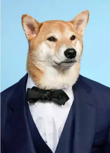 西装犬模丨美国纽约一条月入九万的狗