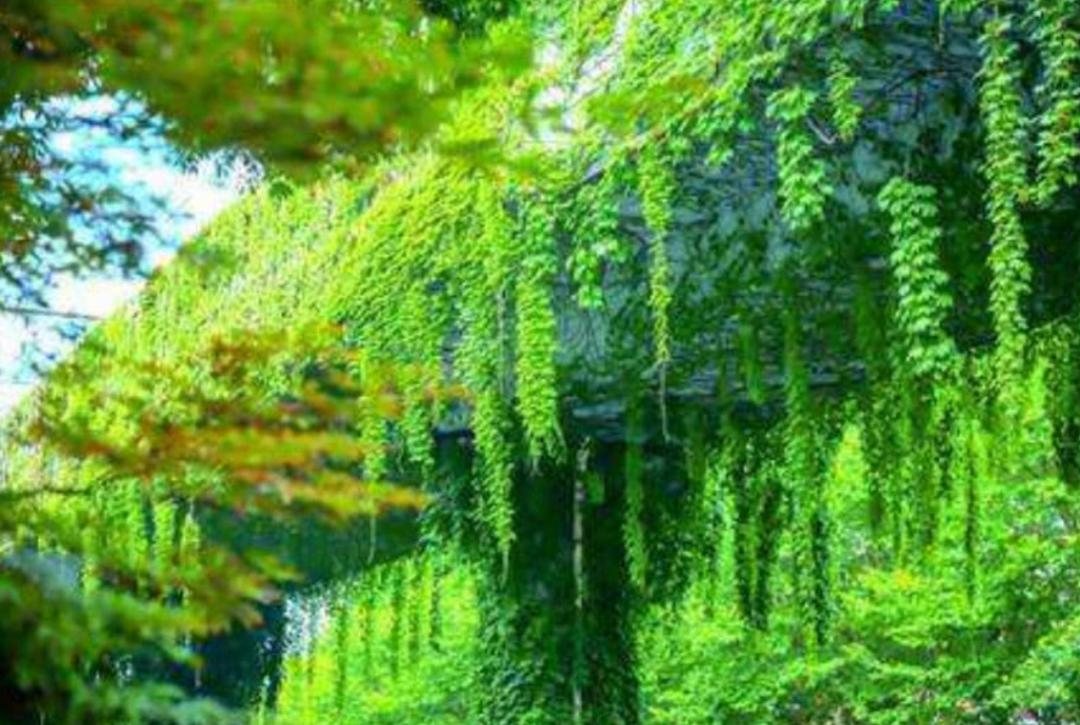为什么城市高架桥下都要种爬山虎,我国高架桥为什么种爬山虎