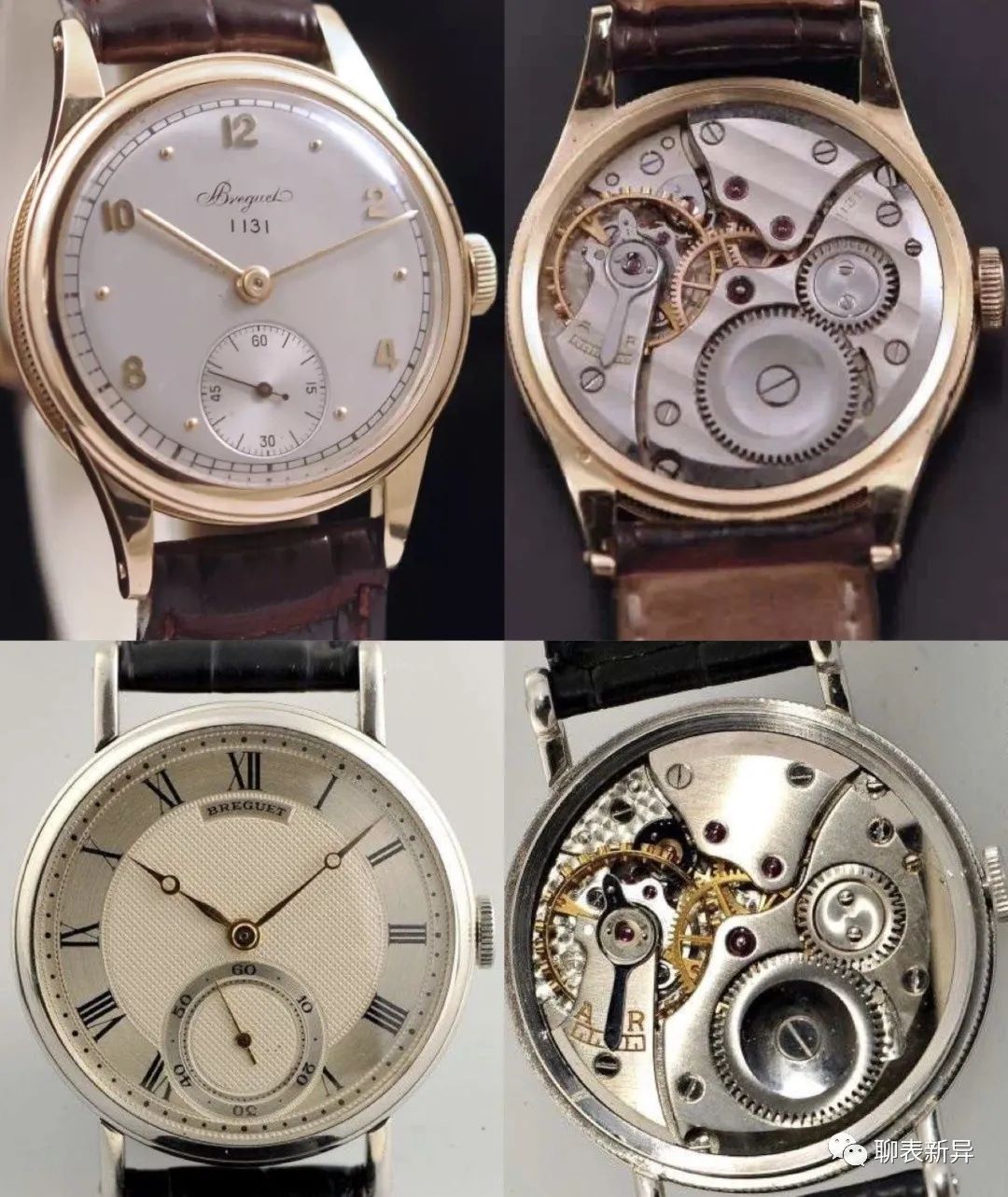 百里鸽是什么鸽,百里鸽是什么鸽图片