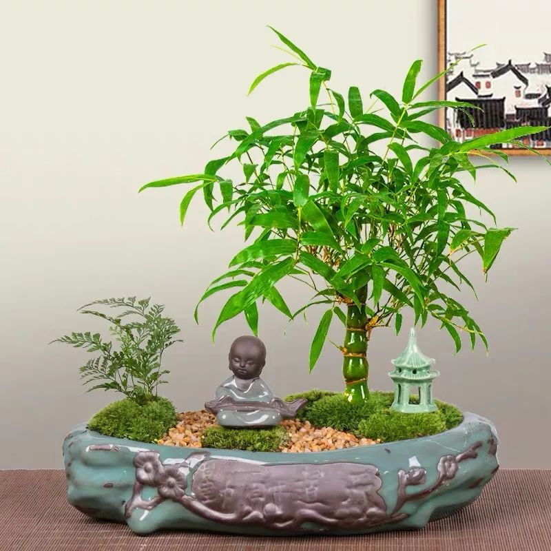 家里养什么竹最旺财,风水上比较好的竹类植物