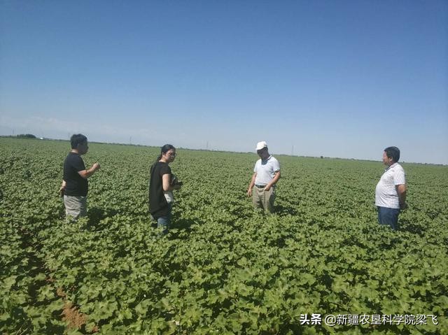 棉花滴灌肥料的正确使用方法,棉花磷酸二氢钾滴灌使用方法