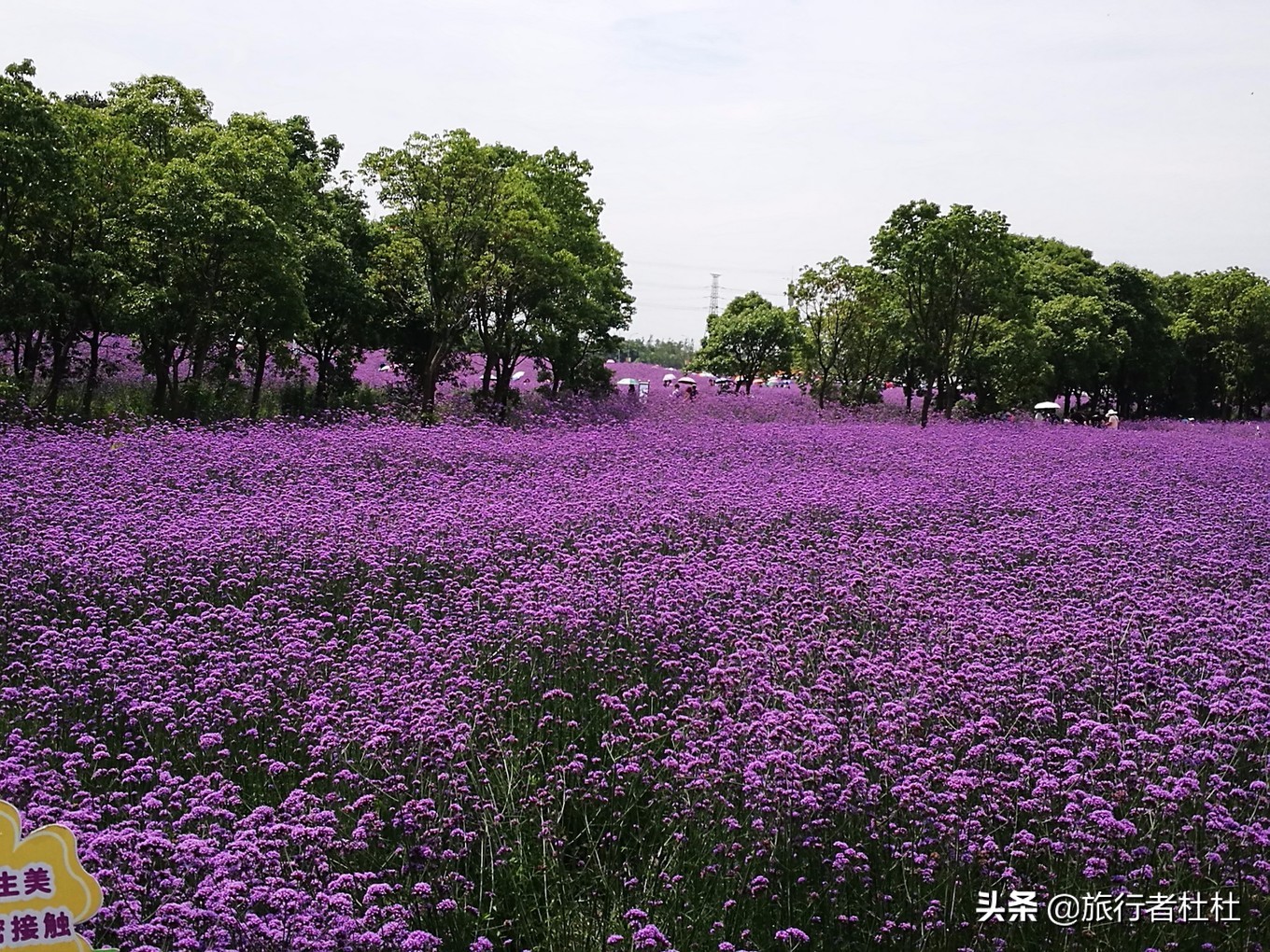 江北荪湖马鞭草花园,荪湖马鞭草花海要买票吗